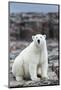 Polar Bear on Harbour Islands, Hudson Bay, Nunavut, Canada-Paul Souders-Mounted Photographic Print