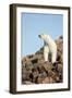 Polar Bear on Harbour Islands, Hudson Bay, Nunavut, Canada-Paul Souders-Framed Photographic Print