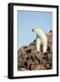 Polar Bear on Harbour Islands, Hudson Bay, Nunavut, Canada-Paul Souders-Framed Photographic Print