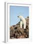 Polar Bear on Harbour Islands, Hudson Bay, Nunavut, Canada-Paul Souders-Framed Photographic Print