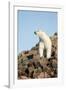 Polar Bear on Harbour Islands, Hudson Bay, Nunavut, Canada-Paul Souders-Framed Photographic Print