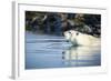 Polar Bear on Harbour Islands, Hudson Bay, Nunavut, Canada-Paul Souders-Framed Photographic Print