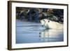 Polar Bear on Harbour Islands, Hudson Bay, Nunavut, Canada-Paul Souders-Framed Photographic Print