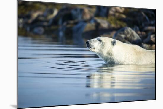 Polar Bear on Harbour Islands, Hudson Bay, Nunavut, Canada-Paul Souders-Mounted Photographic Print