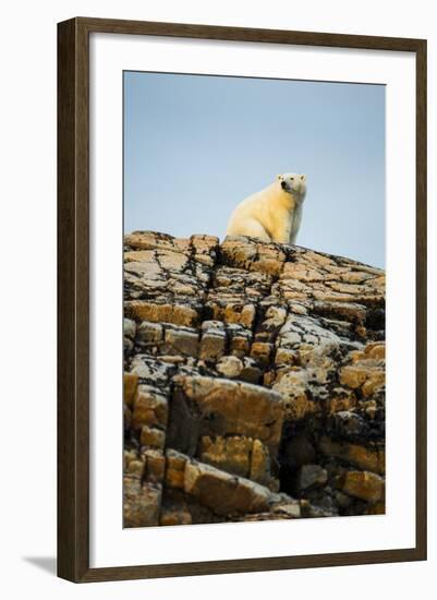 Polar Bear on Harbour Islands, Hudson Bay, Nunavut, Canada-Paul Souders-Framed Photographic Print