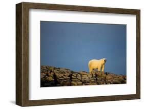 Polar Bear on Harbour Islands, Hudson Bay, Nunavut, Canada-Paul Souders-Framed Photographic Print