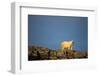 Polar Bear on Harbour Islands, Hudson Bay, Nunavut, Canada-Paul Souders-Framed Photographic Print