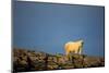 Polar Bear on Harbour Islands, Hudson Bay, Nunavut, Canada-Paul Souders-Mounted Photographic Print