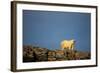 Polar Bear on Harbour Islands, Hudson Bay, Nunavut, Canada-Paul Souders-Framed Photographic Print