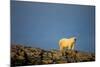 Polar Bear on Harbour Islands, Hudson Bay, Nunavut, Canada-Paul Souders-Mounted Photographic Print