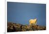 Polar Bear on Harbour Islands, Hudson Bay, Nunavut, Canada-Paul Souders-Framed Photographic Print