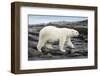 Polar Bear on Harbour Islands, Hudson Bay, Nunavut, Canada-Paul Souders-Framed Photographic Print