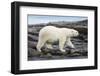 Polar Bear on Harbour Islands, Hudson Bay, Nunavut, Canada-Paul Souders-Framed Photographic Print