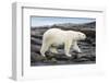 Polar Bear on Harbour Islands, Hudson Bay, Nunavut, Canada-Paul Souders-Framed Photographic Print