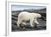 Polar Bear on Harbour Islands, Hudson Bay, Nunavut, Canada-Paul Souders-Framed Photographic Print