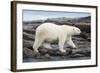 Polar Bear on Harbour Islands, Hudson Bay, Nunavut, Canada-Paul Souders-Framed Photographic Print