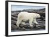 Polar Bear on Harbour Islands, Hudson Bay, Nunavut, Canada-Paul Souders-Framed Photographic Print