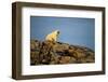 Polar Bear on Harbour Islands, Hudson Bay, Nunavut, Canada-Paul Souders-Framed Photographic Print