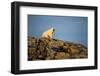 Polar Bear on Harbour Islands, Hudson Bay, Nunavut, Canada-Paul Souders-Framed Photographic Print