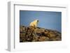 Polar Bear on Harbour Islands, Hudson Bay, Nunavut, Canada-Paul Souders-Framed Photographic Print