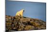 Polar Bear on Harbour Islands, Hudson Bay, Nunavut, Canada-Paul Souders-Mounted Photographic Print