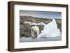 Polar Bear on Harbour Islands, Hudson Bay, Nunavut, Canada-Paul Souders-Framed Photographic Print