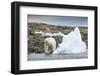 Polar Bear on Harbour Islands, Hudson Bay, Nunavut, Canada-Paul Souders-Framed Photographic Print