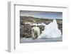 Polar Bear on Harbour Islands, Hudson Bay, Nunavut, Canada-Paul Souders-Framed Photographic Print