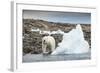 Polar Bear on Harbour Islands, Hudson Bay, Nunavut, Canada-Paul Souders-Framed Photographic Print