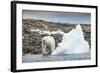 Polar Bear on Harbour Islands, Hudson Bay, Nunavut, Canada-Paul Souders-Framed Photographic Print