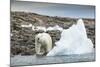 Polar Bear on Harbour Islands, Hudson Bay, Nunavut, Canada-Paul Souders-Mounted Photographic Print