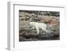 Polar Bear on Harbour Islands, Hudson Bay, Nunavut, Canada-Paul Souders-Framed Photographic Print