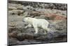 Polar Bear on Harbour Islands, Hudson Bay, Nunavut, Canada-Paul Souders-Mounted Photographic Print