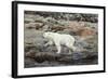 Polar Bear on Harbour Islands, Hudson Bay, Nunavut, Canada-Paul Souders-Framed Photographic Print