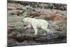 Polar Bear on Harbour Islands, Hudson Bay, Nunavut, Canada-Paul Souders-Mounted Photographic Print