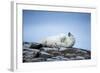 Polar Bear on Harbour Islands, Hudson Bay, Nunavut, Canada-Paul Souders-Framed Photographic Print