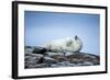 Polar Bear on Harbour Islands, Hudson Bay, Nunavut, Canada-Paul Souders-Framed Photographic Print