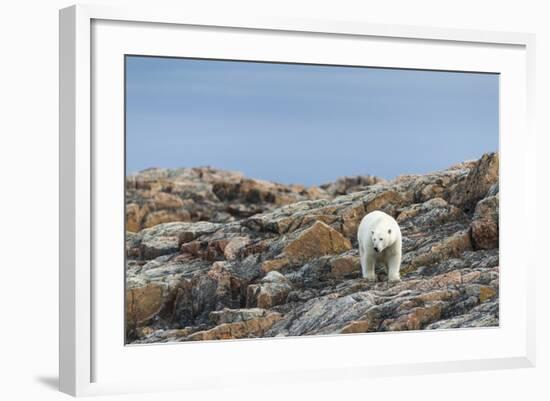 Polar Bear on Harbour Islands, Hudson Bay, Nunavut, Canada-Paul Souders-Framed Photographic Print