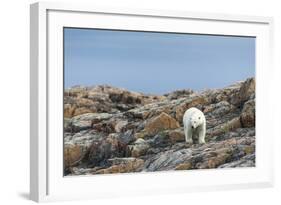 Polar Bear on Harbour Islands, Hudson Bay, Nunavut, Canada-Paul Souders-Framed Photographic Print