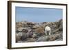 Polar Bear on Harbour Islands, Hudson Bay, Nunavut, Canada-Paul Souders-Framed Photographic Print