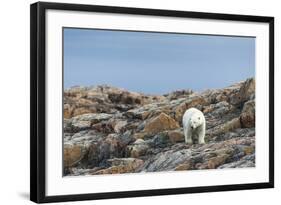 Polar Bear on Harbour Islands, Hudson Bay, Nunavut, Canada-Paul Souders-Framed Photographic Print