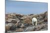 Polar Bear on Harbour Islands, Hudson Bay, Nunavut, Canada-Paul Souders-Mounted Photographic Print