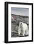 Polar Bear on Harbour Islands, Hudson Bay, Nunavut, Canada-Paul Souders-Framed Photographic Print