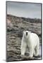 Polar Bear on Harbour Islands, Hudson Bay, Nunavut, Canada-Paul Souders-Mounted Photographic Print