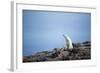 Polar Bear on Harbour Islands, Hudson Bay, Nunavut, Canada-Paul Souders-Framed Photographic Print