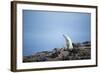 Polar Bear on Harbour Islands, Hudson Bay, Nunavut, Canada-Paul Souders-Framed Photographic Print