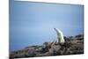 Polar Bear on Harbour Islands, Hudson Bay, Nunavut, Canada-Paul Souders-Mounted Photographic Print