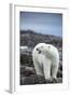 Polar Bear on Harbour Islands, Hudson Bay, Nunavut, Canada-Paul Souders-Framed Photographic Print