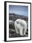 Polar Bear on Harbour Islands, Hudson Bay, Nunavut, Canada-Paul Souders-Framed Photographic Print