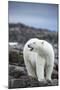 Polar Bear on Harbour Islands, Hudson Bay, Nunavut, Canada-Paul Souders-Mounted Photographic Print